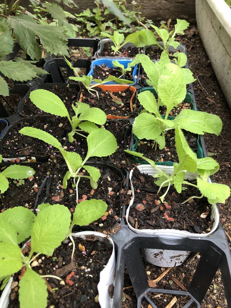 ゆるゆる農園 白菜 ハクサイ の育て方 土づくり と 植え付け