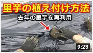 家庭菜園 里芋 栽培方法 去年の親芋を植えつけ ゆるゆる農園