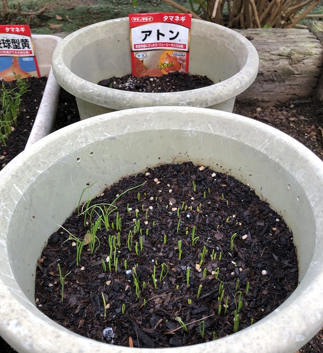 ゆるゆる農園 ジャンボたまねぎ 大玉アトン の育て方 種まき 定植から収穫まで