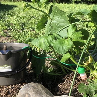 ゆるゆる農園 家庭菜園 自動給水器 で水やり問題解決