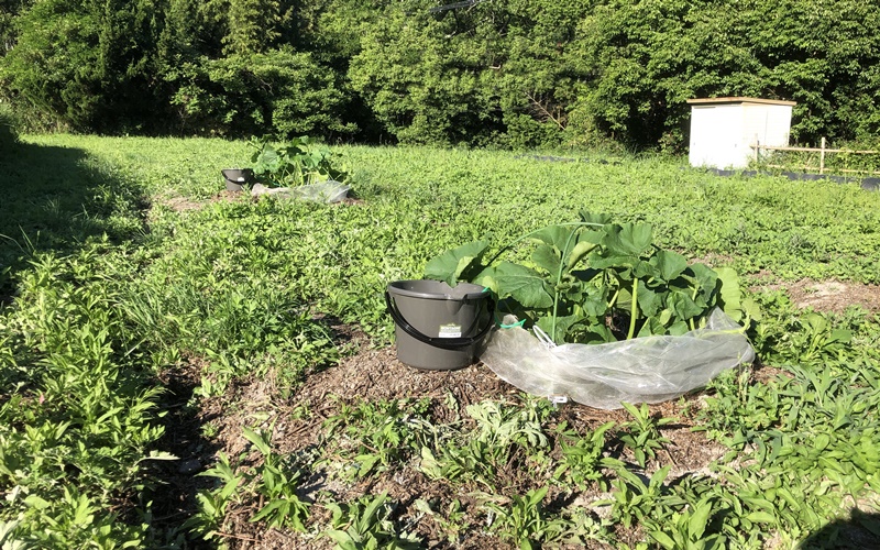 ゆるゆる農園 家庭菜園 自動給水器 で水やり問題解決