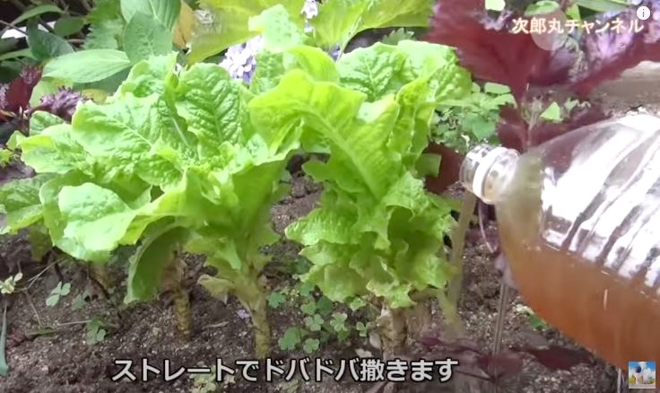 ゆるゆる農園 窒素 カリウム リン 液肥自作はメリットだらけ ストレート液肥の作り方